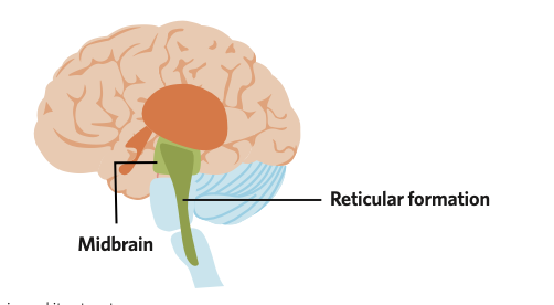 a region at the centre of the brain, between the hindbrain and forebrain, and is part of the brainstem
