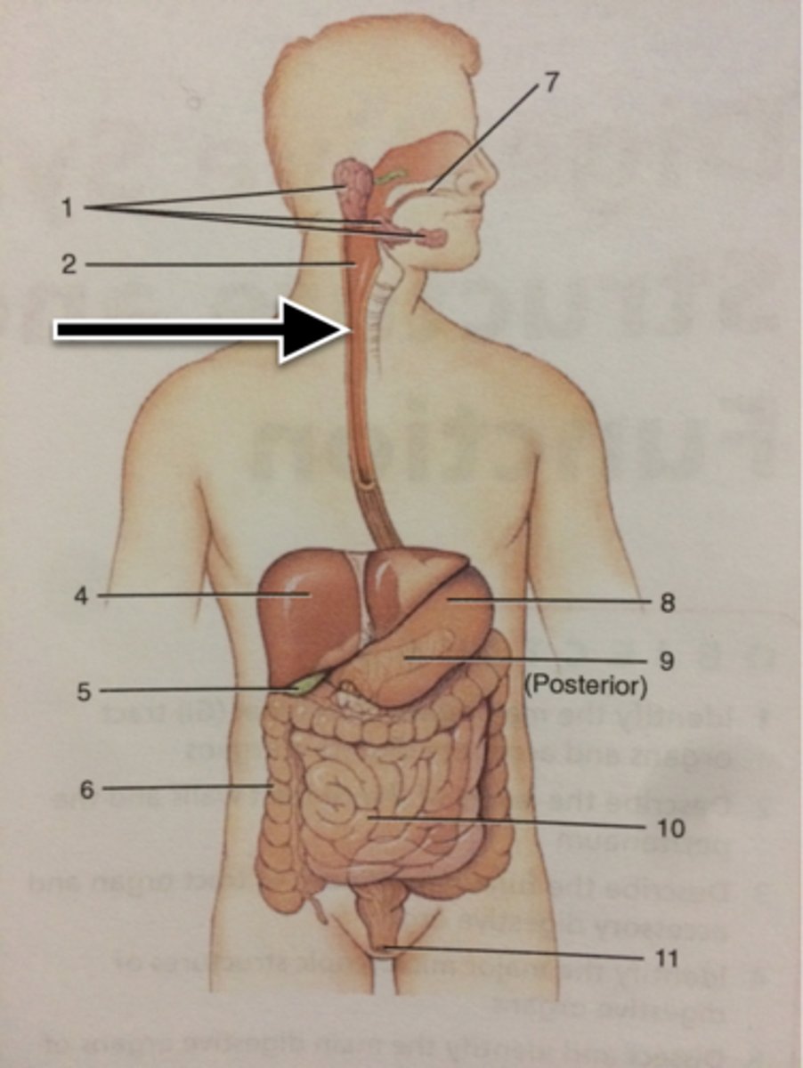 knowt flashcard image
