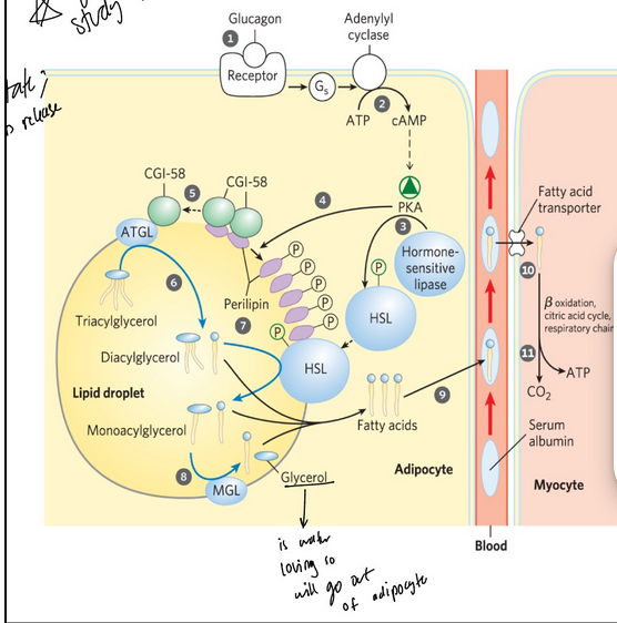 <ul><li><p><span style="background-color: transparent;">Mobilization occurs when hormones (glucagon and epinephrine) signal the need for metabolic energy</span></p><ul><li><p><span style="background-color: transparent;">Glucagon is released when in fasting state</span></p></li></ul></li><li><p><span style="background-color: transparent;">PKA (protein kinase A) triggers changes that open the <strong>lipid droplet</strong> to the action of three cytosolic lipases</span></p><ul><li><p><span style="background-color: transparent;">Now have access to cleave TAGs</span></p></li></ul></li><li><p><span style="background-color: transparent;"><strong>Lipid droplets</strong> = organelles stored in adipocytes and steroid-synthesizing cells that contain neutral lipids</span></p><ul><li><p><span style="background-color: transparent;">Contain a core of triacylglycerols and sterol esters surrounded by a monolayer of phospholipids</span></p></li></ul></li><li><p><span style="background-color: transparent;"><strong>Perilipins</strong> = family of proteins that coats the surface of lipid droplets to restrict access to lipid droplets</span></p><ul><li><p><span style="background-color: transparent;">Prevent untimely lipid mobilization</span></p></li></ul></li><li><p><span style="background-color: transparent;">Release of fats from adipocytes is tightly controlled and hormones stimulate lipases to release free fatty acids. FFAs are transported by albumin to target tissues for energy derived beta-oxidation</span></p></li></ul><p></p>