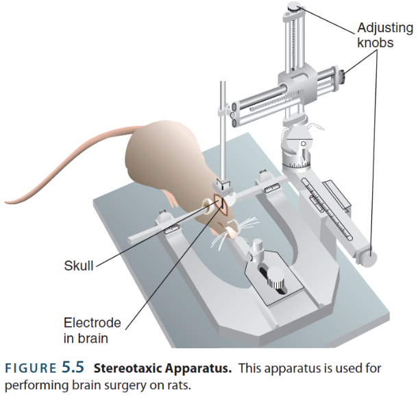 <p><strong>stereotaxic brain surgery</strong></p>