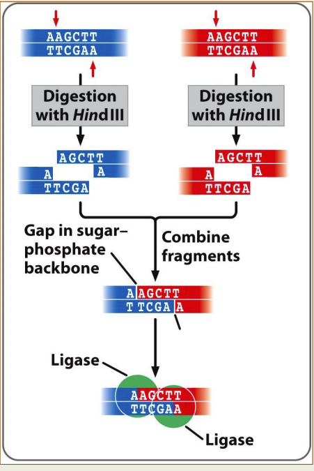 Cutting different sources of DNA with same 'sticky-end' restriction enzyme allows them to be recombined 