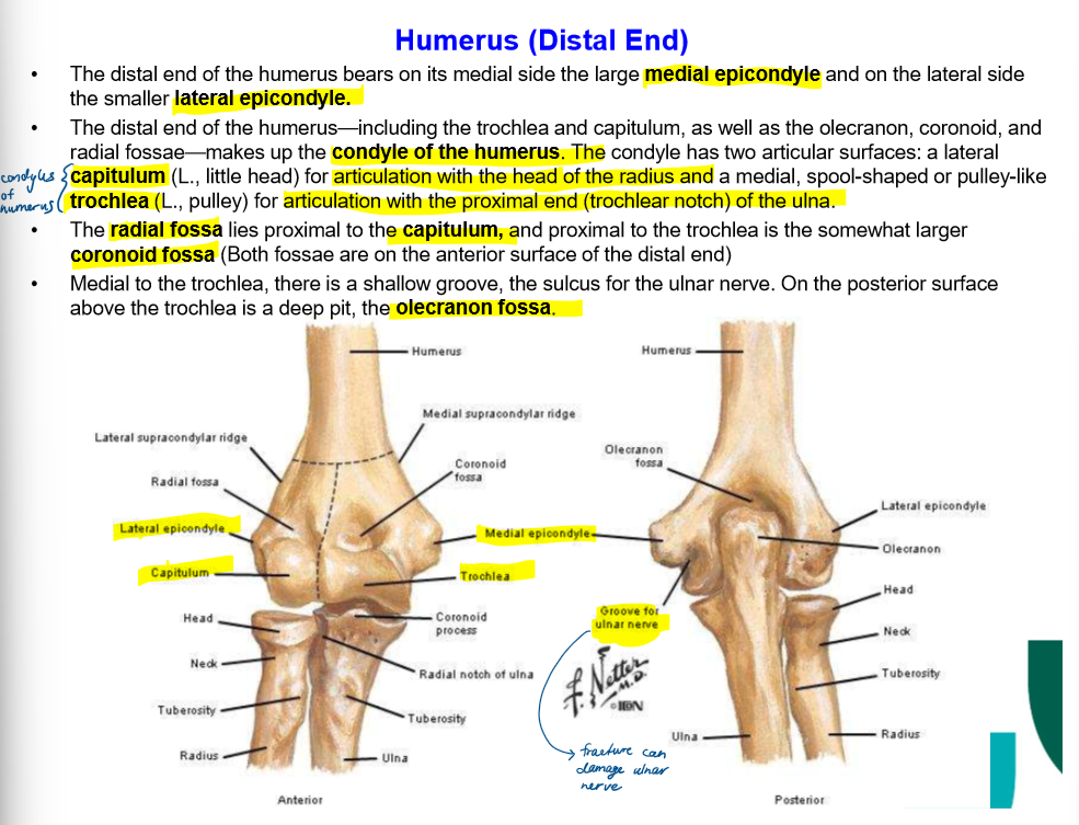<ul><li><p>lateral and medial epidcondyles</p></li><li><p>condyle </p><ul><li><p>capitulum</p></li><li><p>trochlea</p></li><li><p>radial fossa</p></li><li><p>coronoid fossa</p></li><li><p>olecranon fossa</p></li></ul></li></ul><p></p>