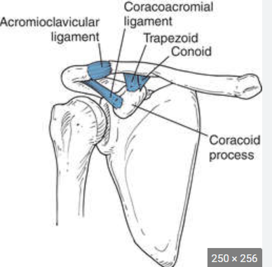 articular anatomy: coracoclavicular joint 