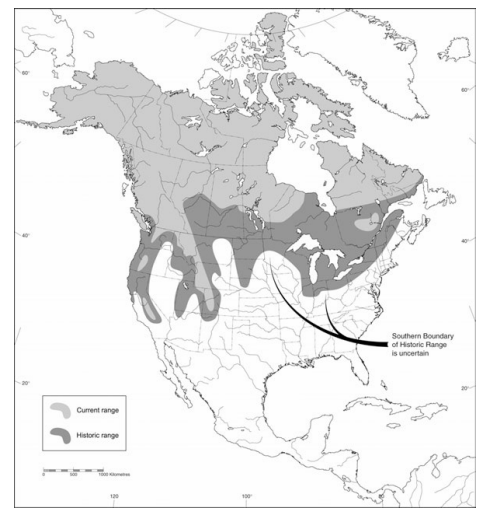 <p>Which species fits the following habitat and management concerns?</p><p><br>Habitat: High, remote boreal forests and open plains of mountainous areas to arctic coastal tundra; solitary wanderers</p><p>Management issues: Furbearer- esp valued as lining for the hoods of parkas b/c of its frost resistant properties; raids trap lines, cabins, etc; threatened; talk of reintroduction into CA</p>