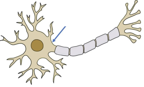 <p>the region of a neuron that controls the initiation of an electrical impulse based on the inputs from other neurons or environment </p>