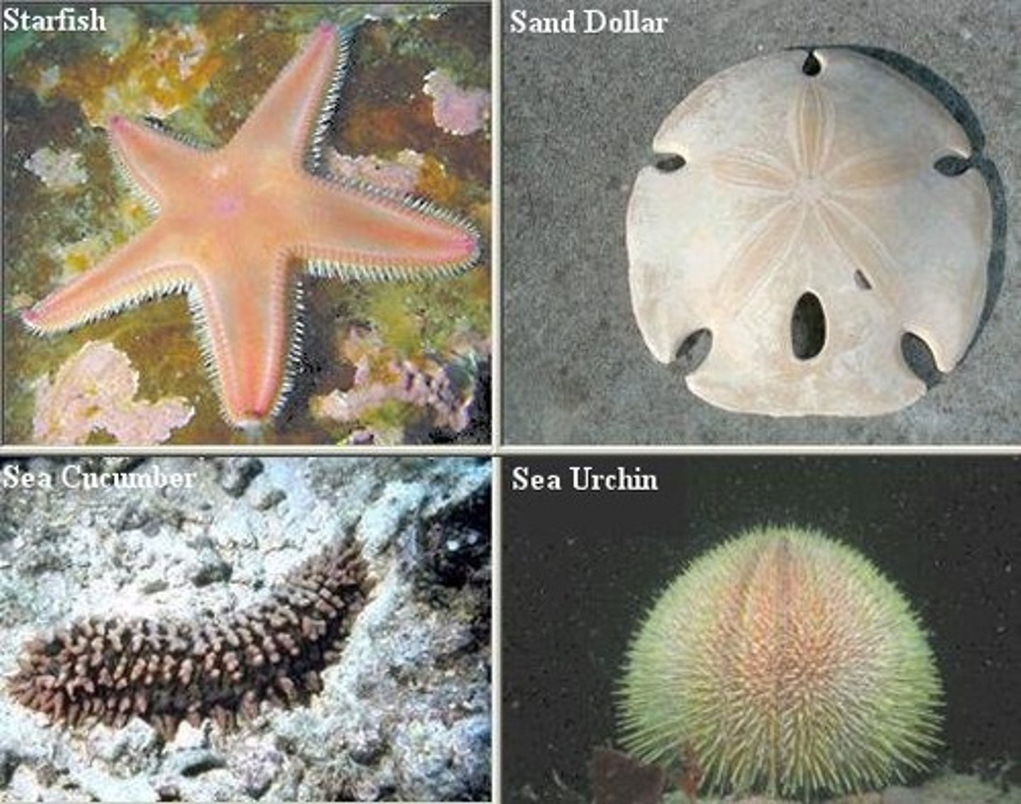 <p>Sea stars, urchins, sea cucumbers</p>