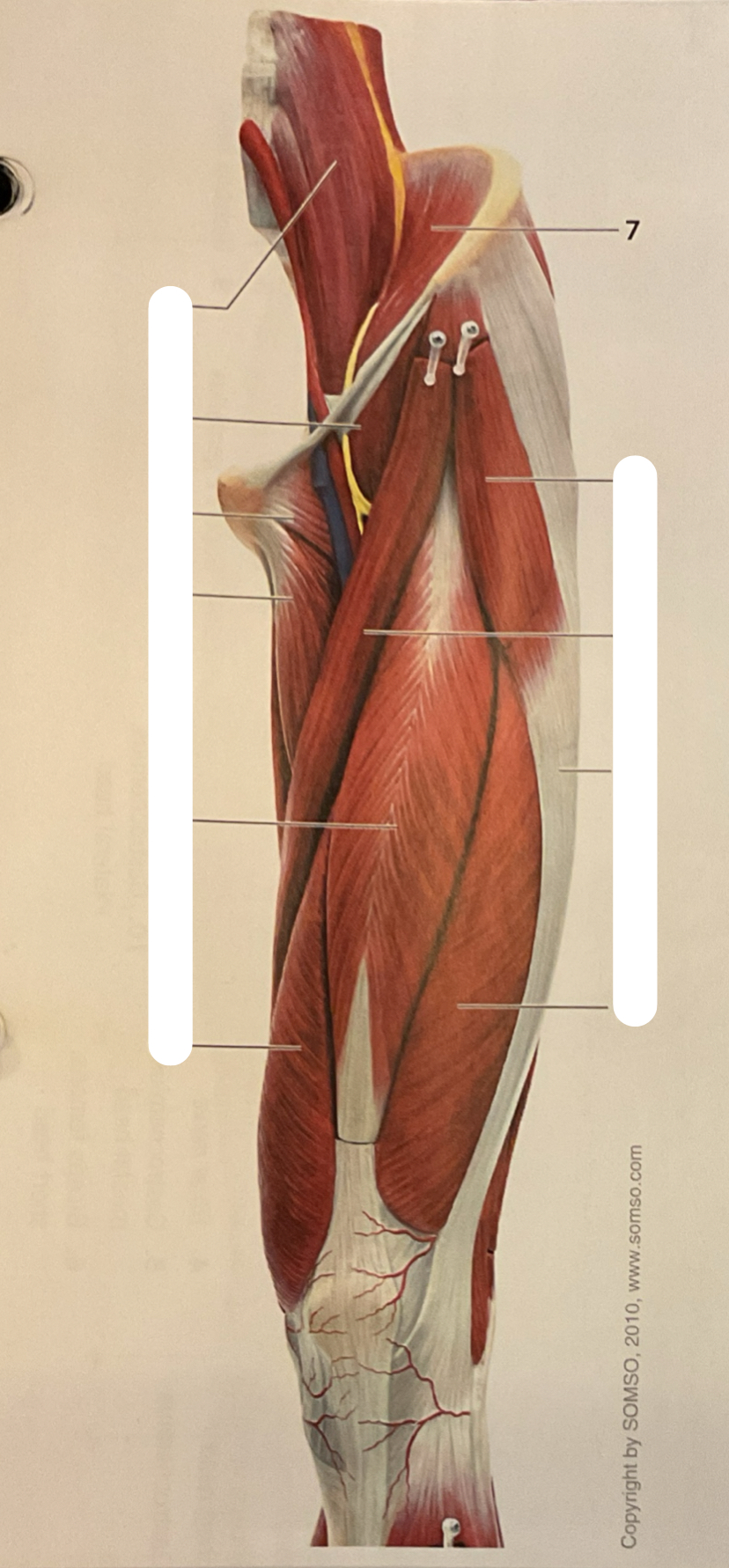 knowt flashcard image