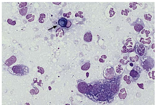 term image