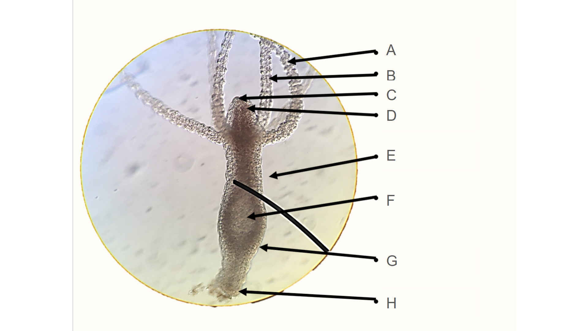 <p>What germ layer is G?</p>