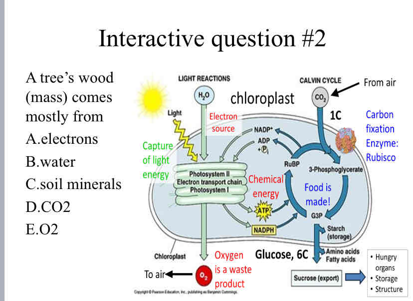 <p>Practice Question (Photosynthesis) - A tree’s wood (mass) comes mostly from</p>