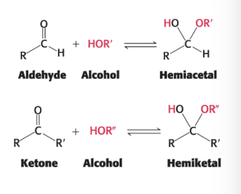 <p>each end of a monosaccharide can react together</p><ul><li><p>aldehyde can react with alcohol to form <strong>hemiacetal</strong></p></li><li><p>ketone can react with alcohol to form <strong>hemiketal</strong></p></li></ul><p></p>