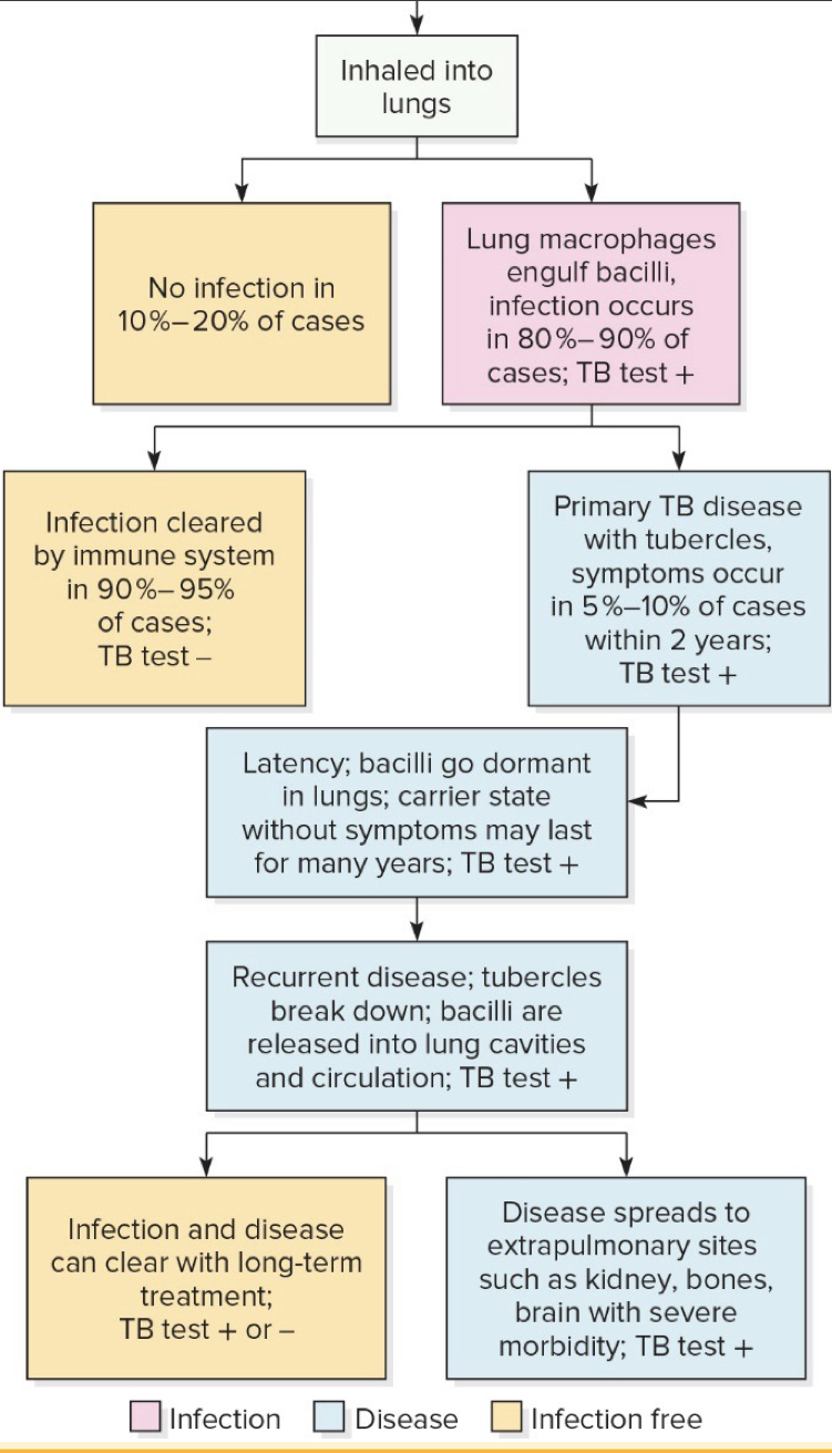 <p></p><ul><li><p>Latent and recurrent</p></li><li><p>If patient doesn&apos;t recover from primary TB, reactivation of bacilli occurs</p></li><li><p>Tubercles expand and drain into the bronchioles and upper respiratory tract</p></li><li><p>Symptoms are more severe</p></li></ul>