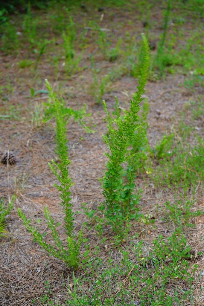 <p>Common name: lespedeza, sericea, Chinese lespedeza</p><p>Family: Fabaceae</p><p>Notes: Fruit type = legume. Specific epithet = wedge-shaped (referring to the leaflet bases). Introduced from eastern Asia and invasive throughout the South, flourishing in disturbed sites. Planted along roadsides, skid trails, and logging decks to help stabilize the soil, as a food plant for quail (not digestible by quail, though native Lespedeza spp. are), and for livestock forage (it is not palatable for livestock).</p>