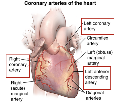 <ul><li><p>heart failure</p></li><li><p>arrhythmias</p><ul><li><p>ventricular ectopic beats</p></li><li><p>ventricular tachycardia</p></li><li><p>ventricular fibrillation</p></li><li><p>supraventricular tachycardia</p></li><li><p>heart block&nbsp;</p></li></ul></li><li><p>intracardiac thrombus</p></li><li><p>cardiac rupture</p></li><li><p>pericarditis&nbsp;</p></li></ul><p></p>
