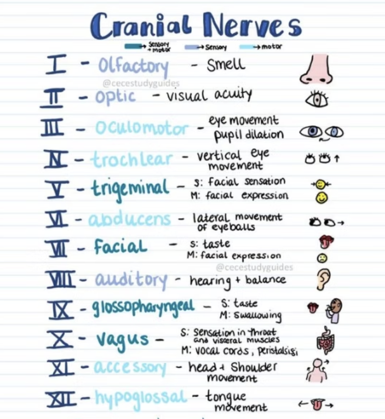 knowt flashcard image