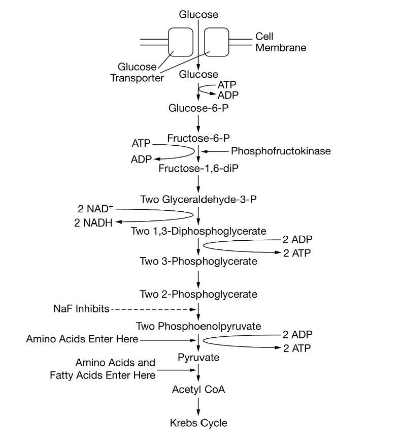 <p>Certain chemicals, including sodium fluoride (NaF), are capable of inhibiting specific steps of glycolysis. Figure 1 shows the steps of the glycolysis pathway, indicating where various macromolecules enter the pathway as well as the specific reaction inhibited by NaF.</p><p>based on Figure 1, the net number of ATPATP molecules produced during glycolysis from the metabolism of a single glucose molecule is closest to which of the following?</p>