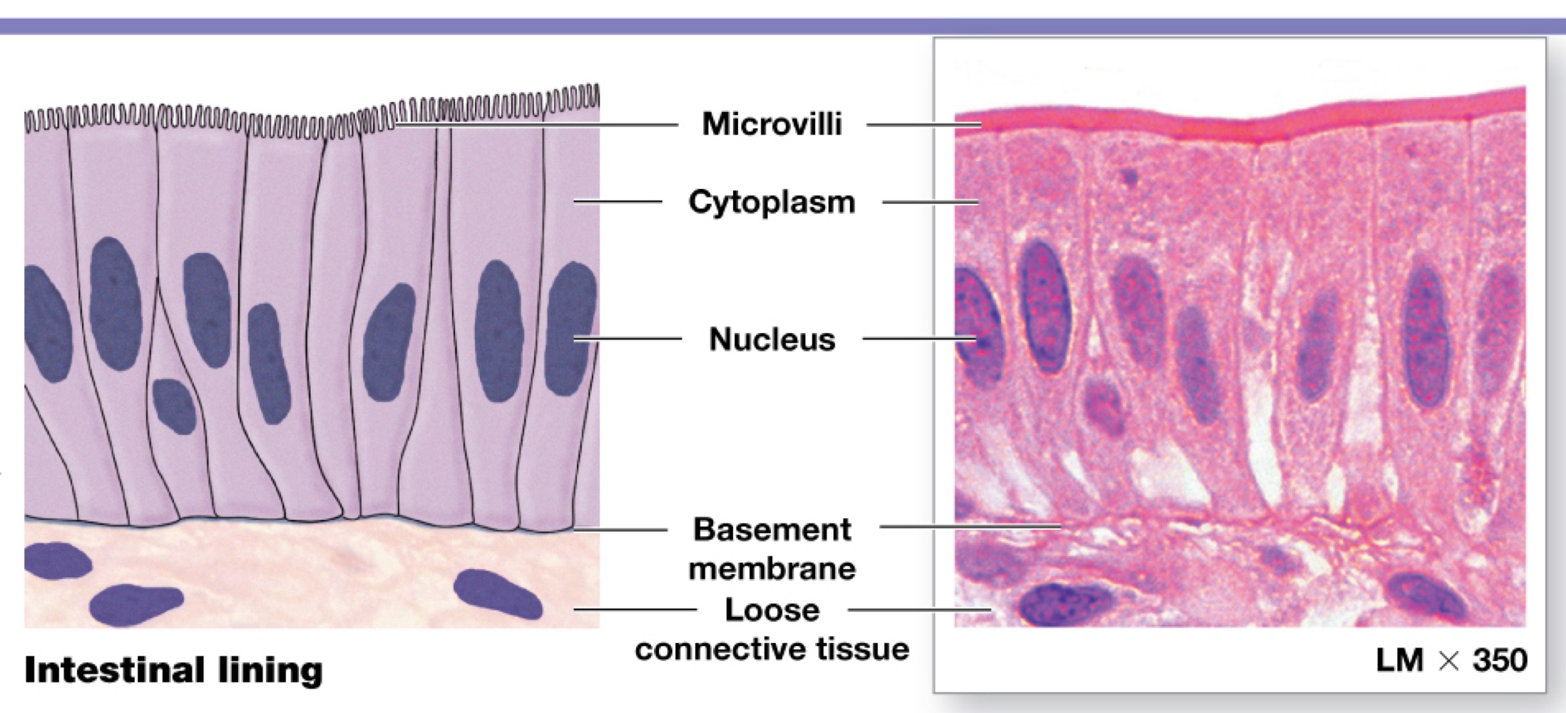 <p>intestines lining, stomach. Protection secretion absorption,tall slander cells, one layer</p>