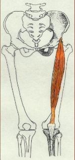 <p>O - AIIS</p><p>I - Patellar tuberosity via “patellar tendon”</p><p>A - Knee Extension &amp; Hip Flexion</p><p>N - Femoral n.</p>