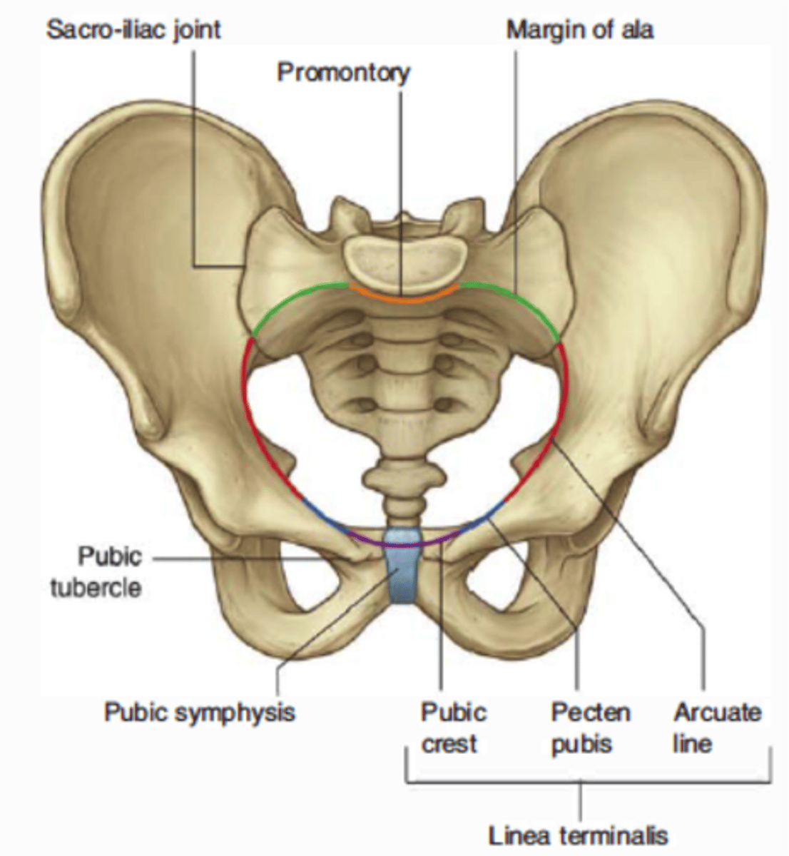<p>-Sacral promontory (posterior)<br>-Arcuate lines (lateral)<br>-Pubic symphysis (anterior)</p>