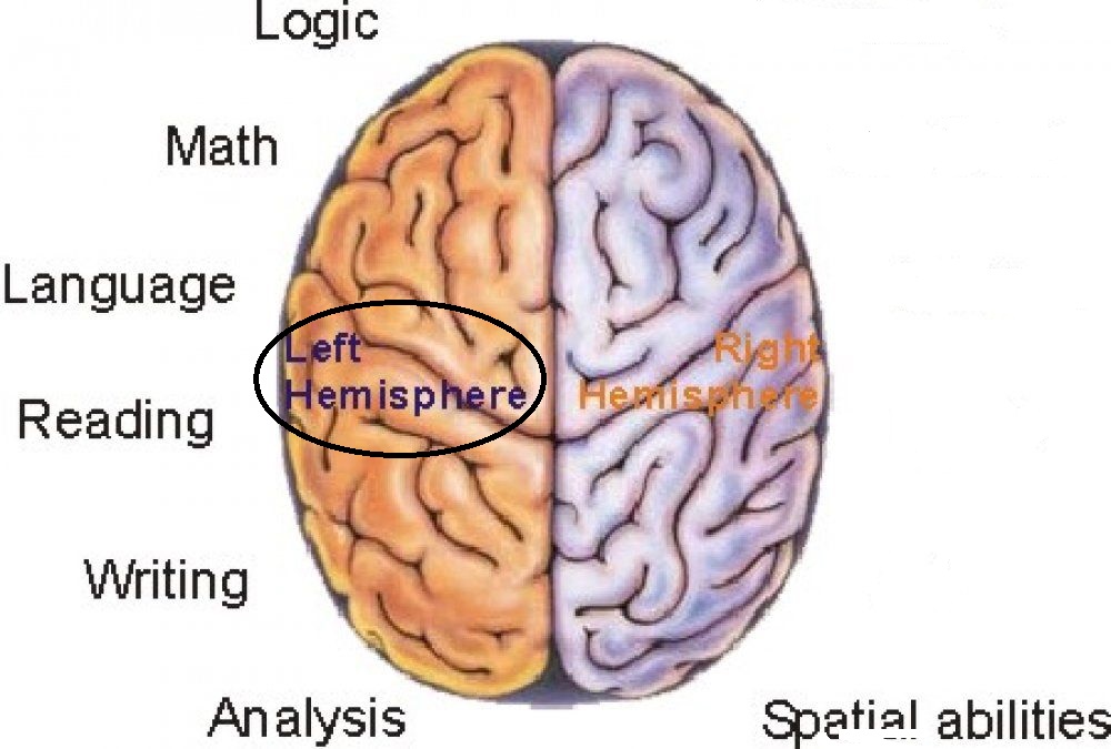 <p>controls the right side of the body; math and logic</p>