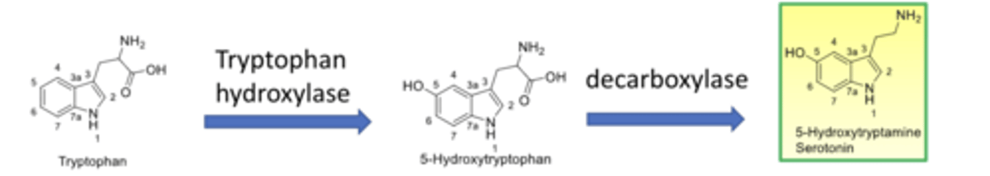 <p>- tryptophan converted to 5-hydroxytryptophan by tryptophan hydroxylase</p><p>- 5-hydroxytryptophan converted to 5-HT/serotonin by decarboxylase</p>
