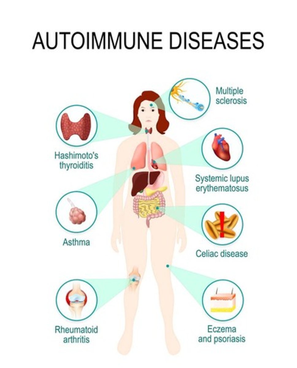 <p>Disease-fighting proteins produced by the immune system, including IgG, IgA, IgM, IgD, and IgE.</p>