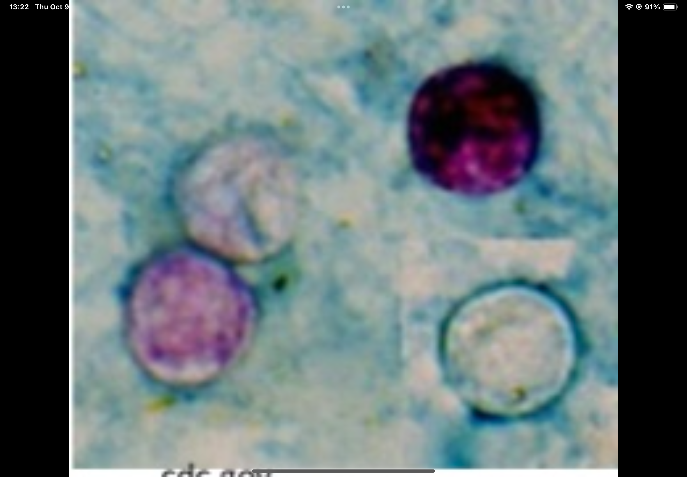 term image