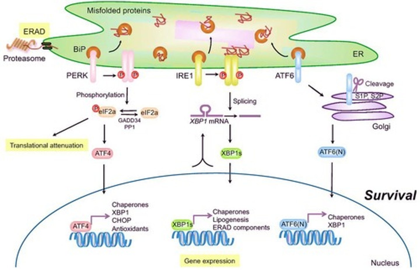 <p>A cellular stress response related to the endoplasmic reticulum (ER) that aims to restore proteostasis by managing misfolded proteins.</p>