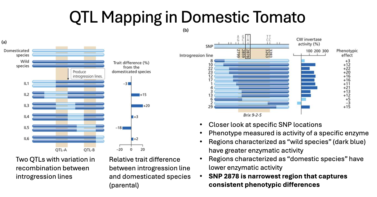 <ul><li><p>"Wild species" regions (dark blue) had higher enzymatic activity.</p></li><li><p>"Domestic species" regions had lower enzymatic activity.</p></li><li><p>SNP <strong>2878</strong> was identified as the narrowest region associated with consistent phenotypic differences.</p></li></ul><p></p>