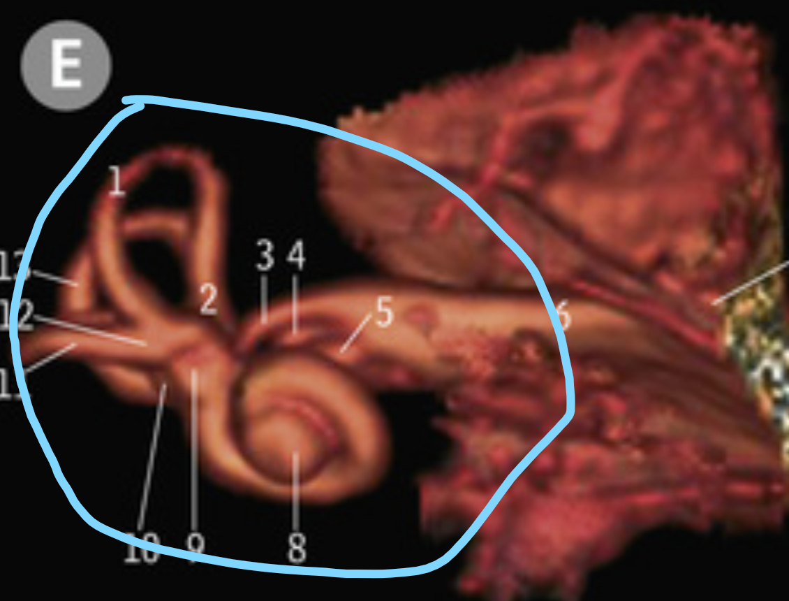 <p>What is circle in blue</p>