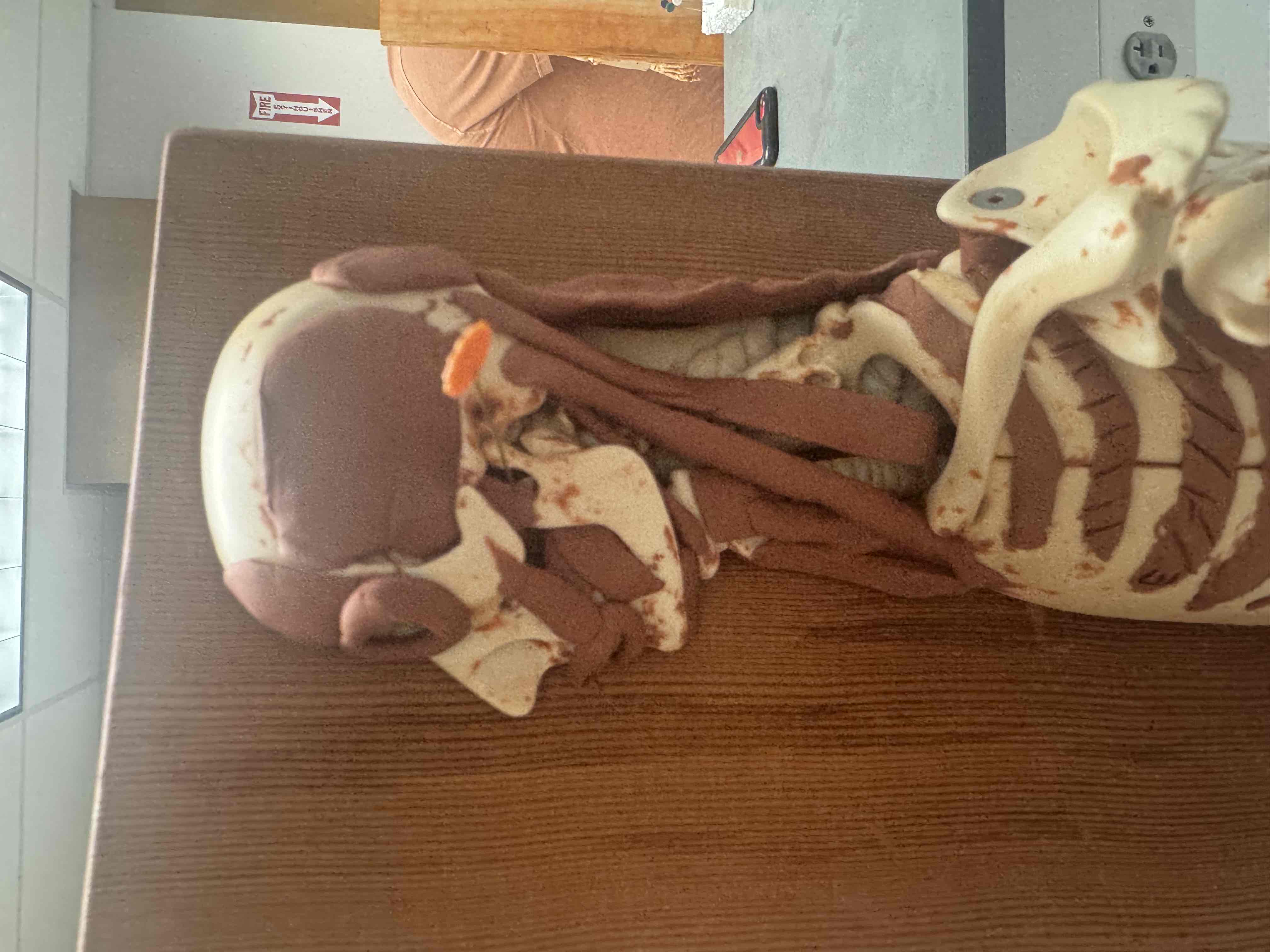 <p><span>origin temporal fossa, insertion coronoid process of mandible, action elevates mandible</span></p>