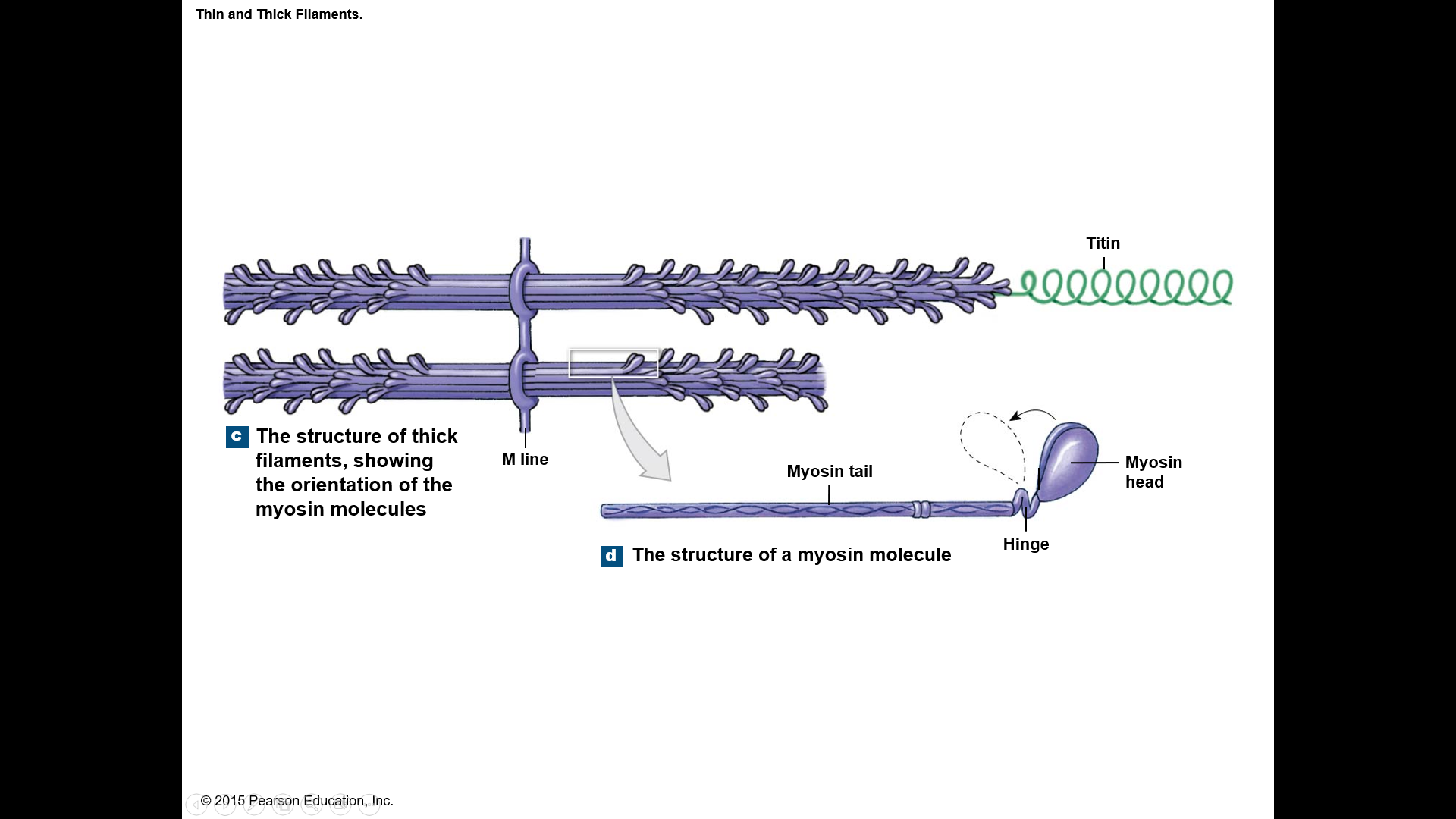 (thick filaments) contains 2 heavy and 4 light polypeptide chains
heavy chains intertwine to form ____ tail
light chains form myosin globular head
____ heads bind to actin
converts chemical energy to mechanical energy
300 per thick filament
shaped like two golf clubs twisted together