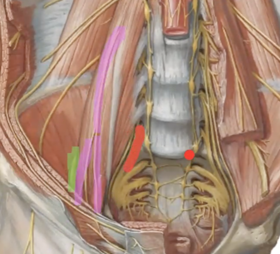 <p>what nerve is highlighted in red?</p>