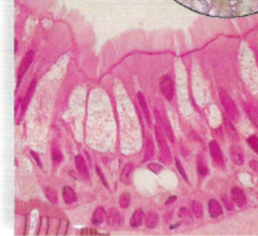 <p>What tissue is this?</p>