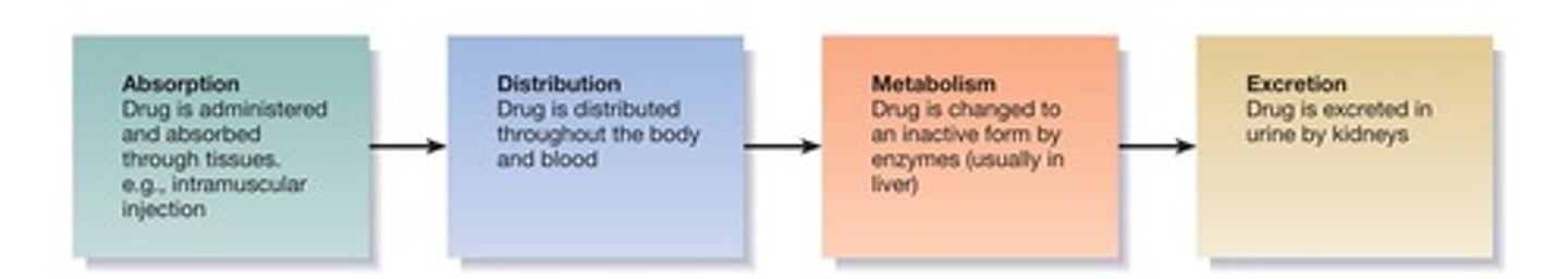 <p>How drugs move through the body (kinetics = movement)</p>