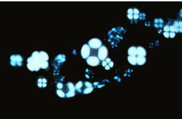 <p>Polarized cholesterol will show this pattern. Triglycerides will not.</p>