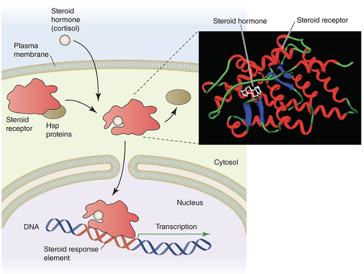 <ul><li><p>nuclear receptors are receptor proteins that are found in the cytosol of cells</p></li><li><p>certain ligands, such as steroids, can freely cross plasma membranes and bind to these intracellular receptors</p></li><li><p>once bound, these receptors move through nuclear pore complexes directly into the nucleus</p></li><li><p>once inside the nucleus, the activated receptor complex can bind to a specific DNA sequences called steroid response elements (SREs) to control the expression of genes</p></li><li><p>since they help to regulate gene expression, this class of receptors are also called transcription factors\these types of receptors also play a role in response to toxic substances</p></li></ul><p></p>