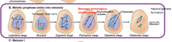 <p>requires the longest time </p><ul><li><p>increases local conc </p></li><li><p>between homologous chromosomes </p></li><li><p>haploid gamete formation </p></li></ul><p></p>