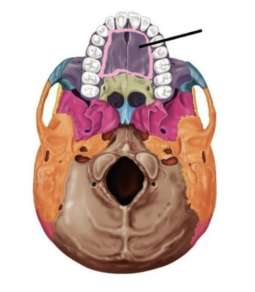 <p>form the anterior part of the hard palate of the mouth</p>