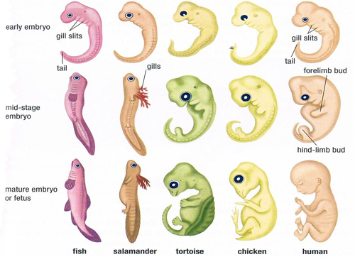 <p>Studying developmental stages gives some clue to evolutionary relationships. General characteristics form before developing into specific traits</p><ul><li><p>Examples</p><ul><li><p>Limb Buds</p></li><li><p>Gill Slits</p></li><li><p>Tail</p></li></ul></li></ul>