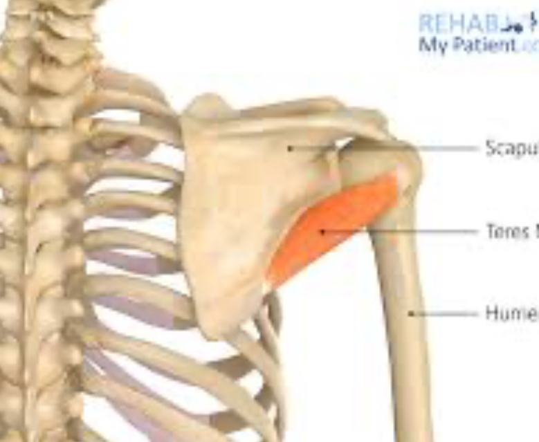 <p>What is the action of teres minor?</p>