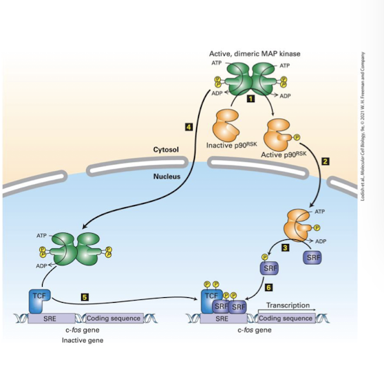 <p>RTK activation as a mechanism for signal transduction: The Ras MAPK pathway </p><p>critical targets of MAPK: </p><ul><li><p>the cytoplasmic kinase p90<sup>R5K</sup></p></li><li><p>And the nuclear specific transcription factor <strong>Ternary Complex Factors </strong>(TCF) </p></li><li><p> p90<sup>R5K</sup> translocates into the nucleus and phosphorylates and activates the TCF co-factor <strong>Serum Response Factors </strong>(SRF)</p></li><li><p>cooperatively, TCF and SRF bind enhancers of <strong>early response genes</strong>- whose protein products push a cell from G1 of the cell cycle into S phase </p></li></ul><p></p>