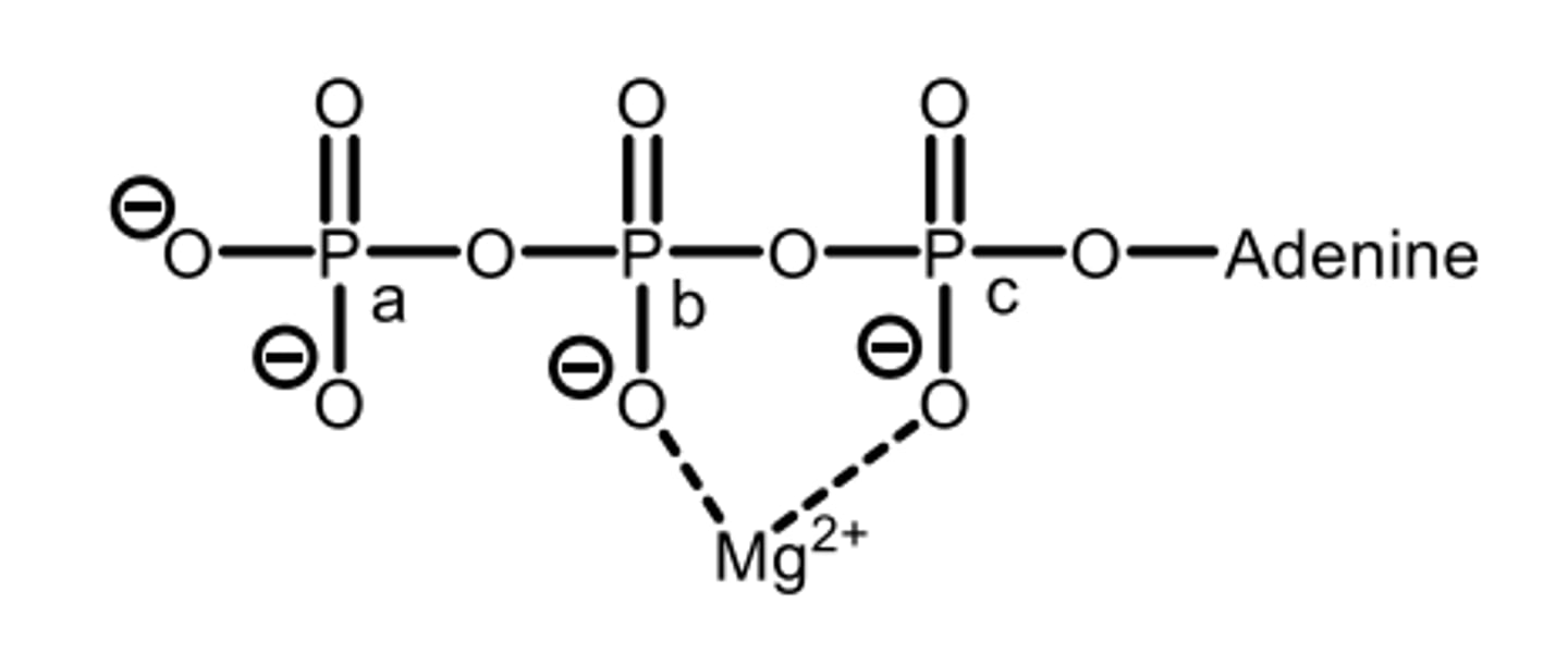 <p>Which phosphate would be linked to the hydroxyl group of a sugar?</p>