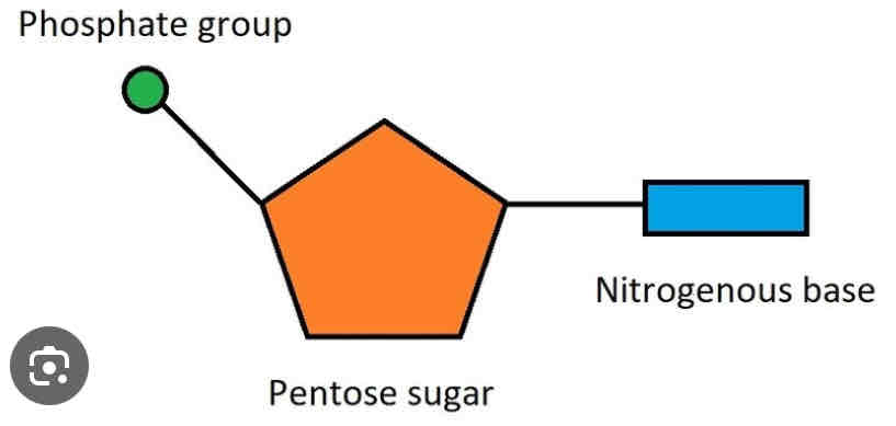 <p>LABELLED IMAGE </p>
