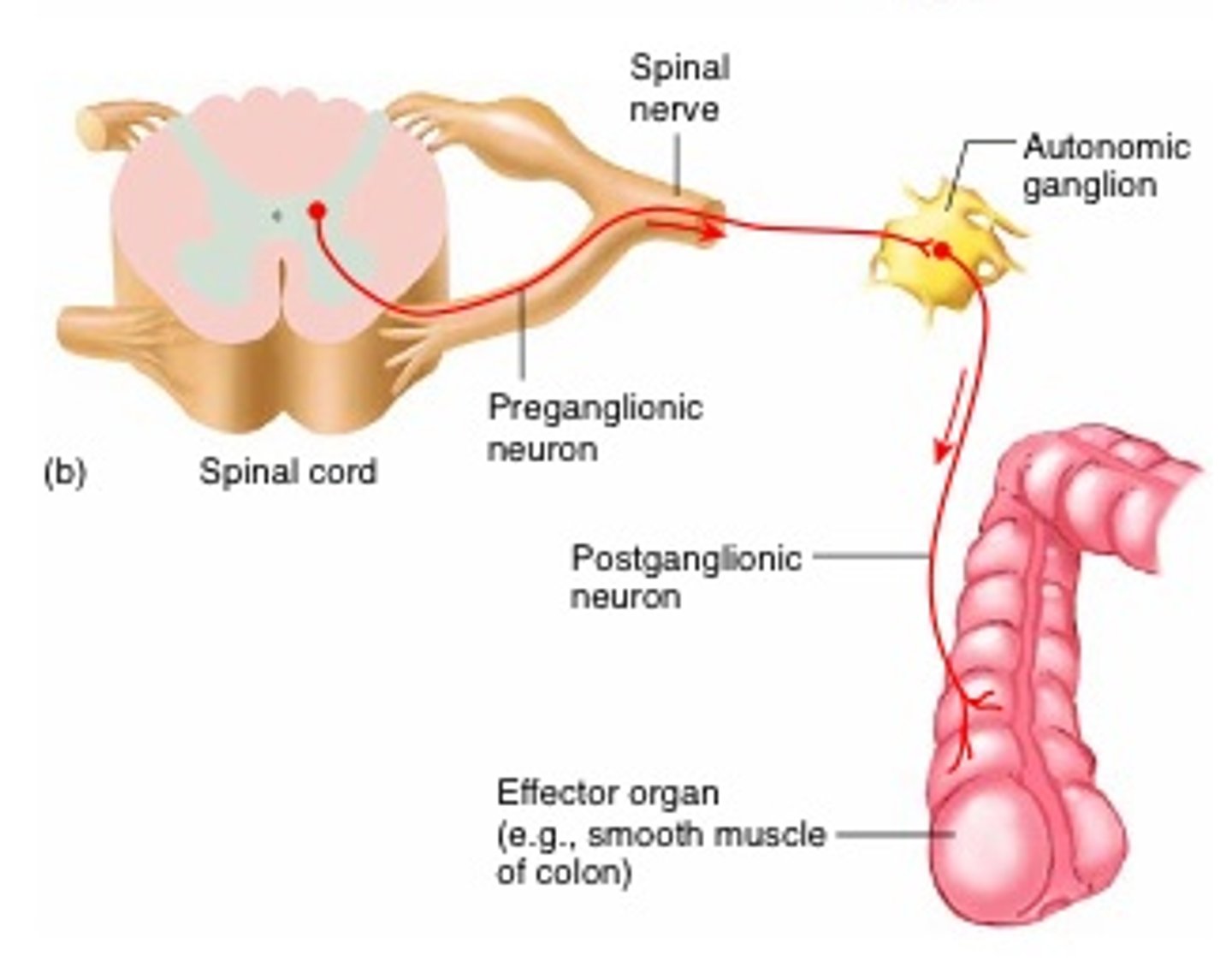 <p>Collections of neuron cell bodies outside the central nervous system (CNS)</p>