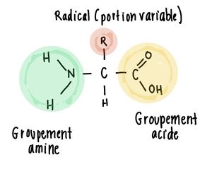 le monomère ADN et ARN est le nucléonique ; composé sucre, groupement de phosphate, base azoté, liaison = phosphodiesters 