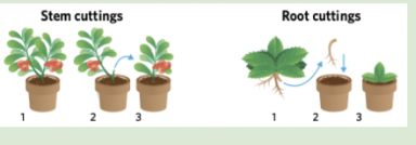 <p>plants can reproduce without the need for seeds, various sections of the plant may break away from the parent plant E.g. plants</p>