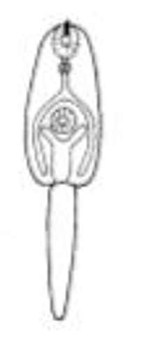 <p>Xiphidiocercaria </p>