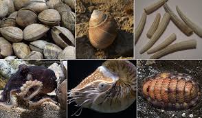 <p>What are the 3 main body parts of molluscs?</p>