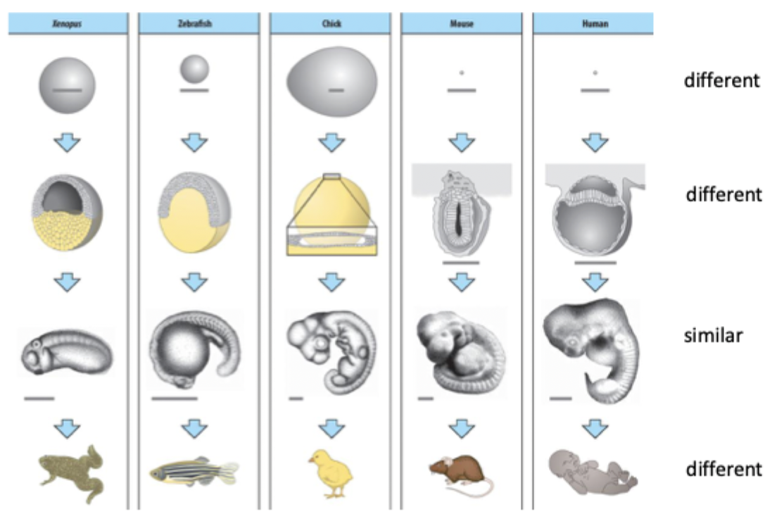 <p>All start off as single egg then lots of division gives rise to variation. Then reaches stage where they look similar across diff species but then followed by more differences as variety of structure + function between species is established. </p>